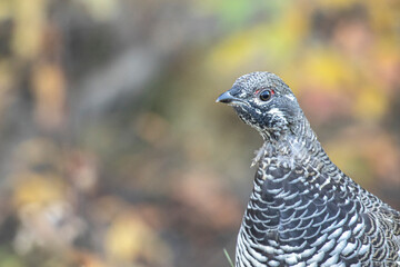 Spruce Grouse in Denali National Park Alaska in Autumn
