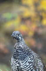 Spruce Grouse in Denali National Park Alaska in Autumn