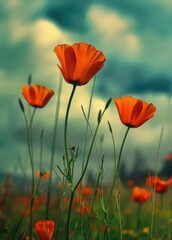 Obraz premium Vivid Orange Flowers in a Field Amidst Cloudy Sky