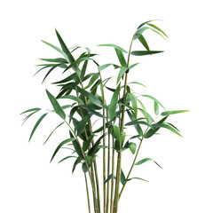 Obraz premium Isolated green bamboo with leaves on a transparent background with clipping path and complete depth of field