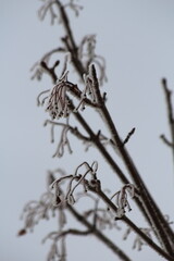 hoarfrost on branch