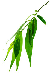 branches with green leaves. Branch with young green spring leaves. spring greenery on transparent, png