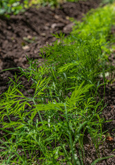 Green newly sprouted dill in an organic garden furrow on a sunny summer day