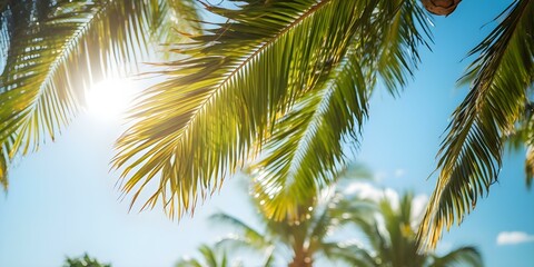 Fototapeta premium Vibrant palm trees with lush green leaves add beauty to outdoor landscapes. Concept Nature, Landscapes, Palm Trees, Lush Green Leaves, Vibrant Settings