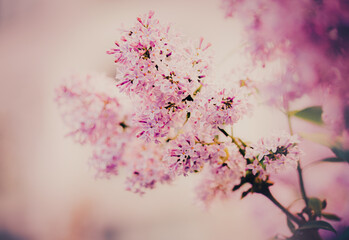Beautiful, delicate pink lilac flowers bloom in the spring on a bright day, filling the air with their sweet scent.