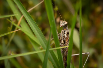Praying mantis. Close-up photo. Nature background. 