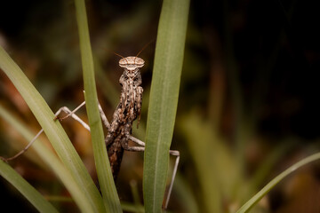 Praying mantis. Close-up photo. Nature background. 