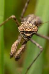 Praying mantis. Close-up photo. Nature background. 