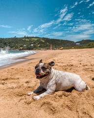 Cachorro passeando e brincando na praia