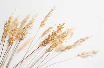 Natural Seclusion: Delicate Grasses and Reeds