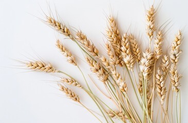 Crisp Farming Image - Whole Grain Wheat with Seed Heads and Single Grains, Pure Agricultural Harvest