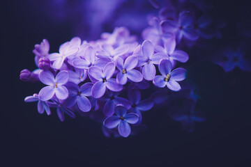 Beautiful delicate purple lilac flowers bloom in the spring in the evening, creating a beautiful close-up scene.