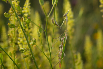 Praying mantis. Close-up photo. Nature background. 