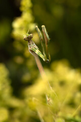 Praying mantis. Close-up photo. Nature background. 