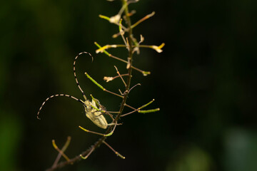 Agapanthia asphodeli. Asphodel Long Horned Beetle. Close-up photo. Nature background. 