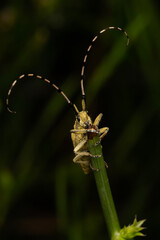 Agapanthia asphodeli. Asphodel Long Horned Beetle. Close-up photo. Nature background. 