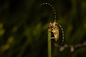 Agapanthia asphodeli. Asphodel Long Horned Beetle. Close-up photo. Nature background. 
