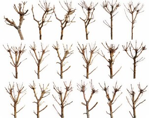 Obraz premium Natural Dried Decorative Tree Branches Bundle Collection