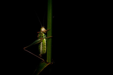 Grasshopper. Close-up photo. Nature background. 