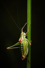 Grasshopper. Close-up photo. Nature background. 