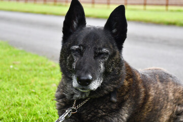 Close up shot of elderly senior dog with grey muzzle and eye brows.