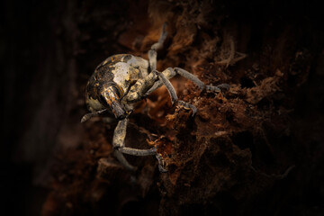 Cryptorhynchus Curculionidae.  Close-up photo. Nature background. 