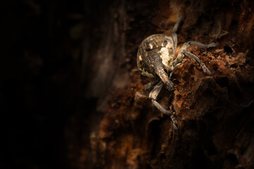 Cryptorhynchus Curculionidae.  Close-up photo. Nature background. 