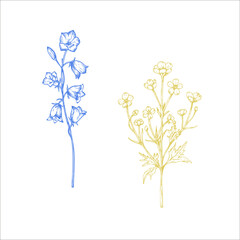 Vector buttercup and bluebell. Hand painted flower. Graphic Ranunculus isolated on background. Botanical and wedding illustration. For designers, invitations, decoration, postcards, wra