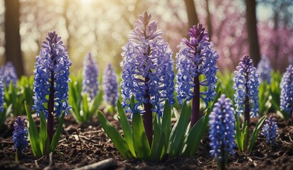 Fototapeta premium Lush garden blooming with vibrant blue hyacinth flowers