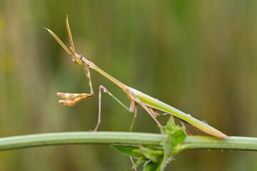 Praying mantis. Close-up photo. Nature background. 