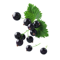 Close-up of black currant collection on transparent background with clipping path, juicy...