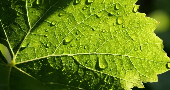 Green vine leaf in dew. Morning drops of water run down the leaf.
