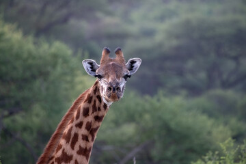 giraffe in the savannah