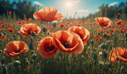 Obraz premium Vibrant field of orange poppies under a bright sunny sky.