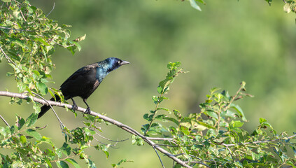 Grackle perched in a tree with bright green leaves.