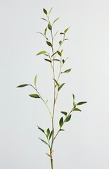 Fototapeta premium Stylish Tree Plant in Pot, High-Resolution for Print or Web Use
