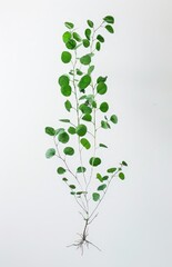 Natural Ivy Plant Against Gray Backdrop for Decorative or Educational Purposes
