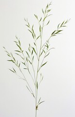 Fototapeta premium Natural Elements: Plant Specimen, Rice Paper Background