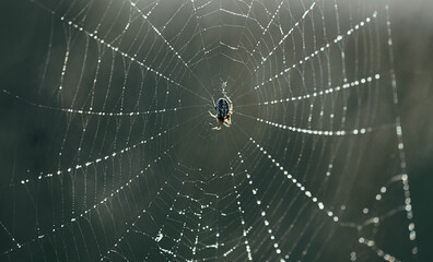A close-up of a spider sitting in the center of its intricate web
