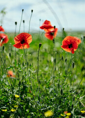 A vibrant field of red poppies in full bloom, basking in the sunlight. The delicate petals and lush green foliage create a stunning contrast, capturing the essence of a beautiful summer day.