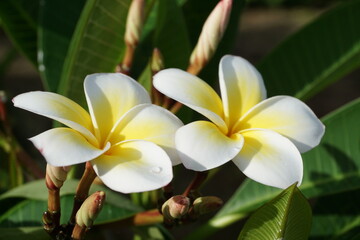 リゾートの花　プルメリア
