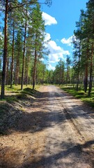 Obraz premium dirt road in green pine forest, wild nature