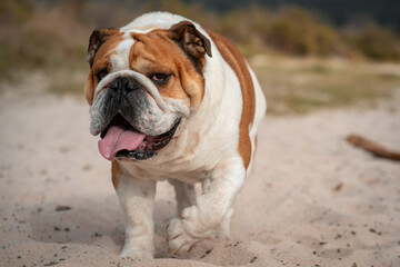 English bulldog rolling on a sandy beach near logs