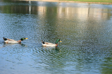 Adult mallard ducks in full breeding plumage with striking green head, white stripe on the neck and brown chests