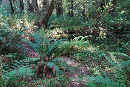 Closeup on a serene and calm moist tranquil scenic landscape shot in forrest with green fern undergrowth in South Oregon, USA