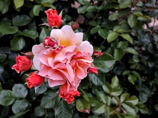 Red rose bush with one blooming flower surrounded by buds