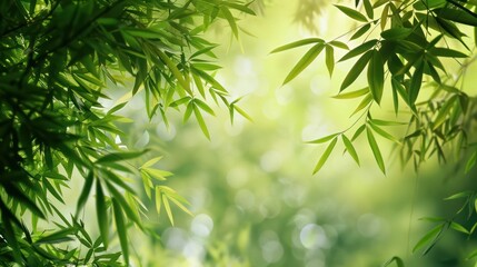 Bamboo forest in the morning