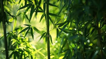 Fototapeta premium Bamboo forest in the morning