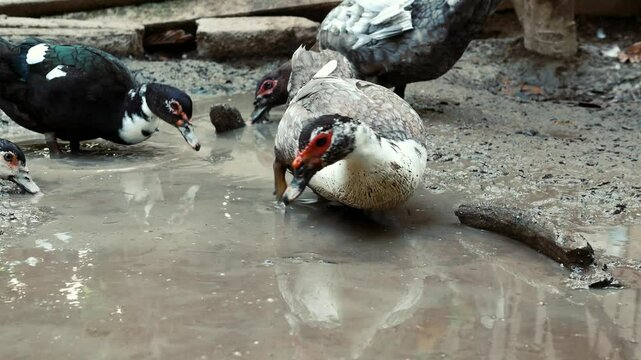 Flock group of duck hunting for food underwater mud , agriculture duck farm concept, animal farm with duck