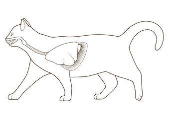 Respiratory system of the cat medical veterinary science educational PNG illustration